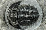 Curled Gerastos Trilobite Fossil - Morocco #277644-3